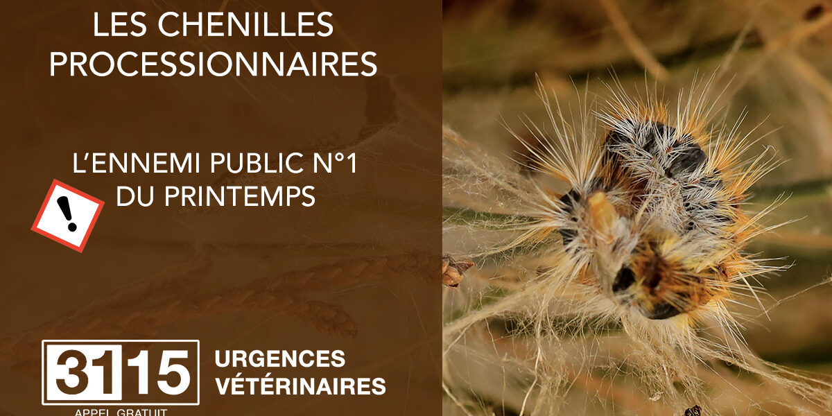 chenilles-processionnaires